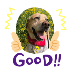 前田さん家のスタンプ