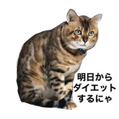 ベンガル猫のマサラ2