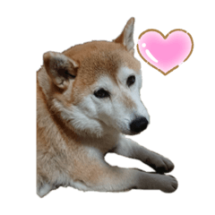 柴犬クッキーのひとりごと