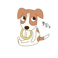 ジャックラッセルテリアちゃん2