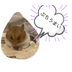 すもちゃんの1日