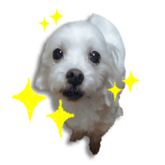 今日も幸せハッピーちゃん