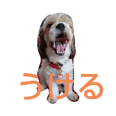 キャバシーズー・ノアのスタンプ５