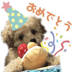 トイプードル花梨ちゃん