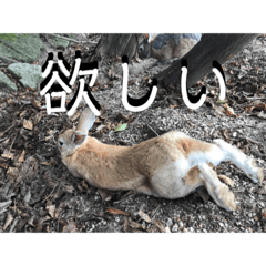 rabbitsutannpu12