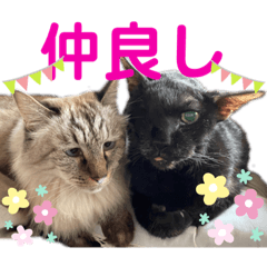 【実写】白猫のハク☆実家ファミリー