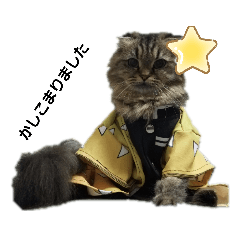 ももちゃんねる　猫