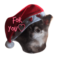 チワワのかいと文鳥のシエル