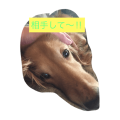愛犬 ジュニ2