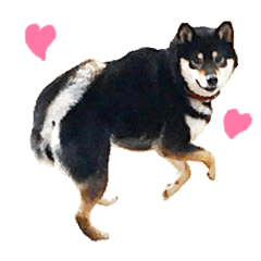 黒柴シナモンのすくすくラインスタンプ