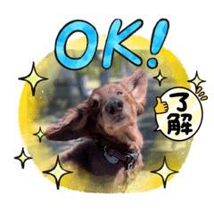 チョコタン可愛いダックス