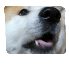 秋田犬たろくん