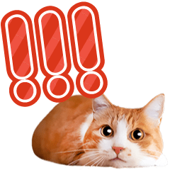 動く猫写真のデカ文字スタンプ♪敬語あり♪