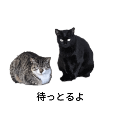 クロ猫と仲間たち