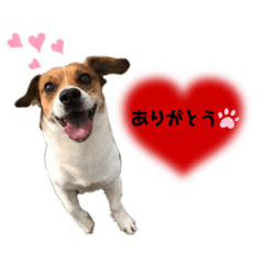 ジャックラッセルテリア　レオくん