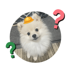 中澤家のキンタ