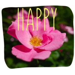 可愛いお花たちの写真メッセージ