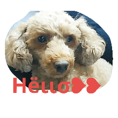 トイプーのPEACH  wanwan  wow