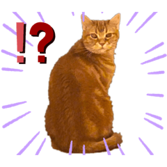 猫の松本さん。