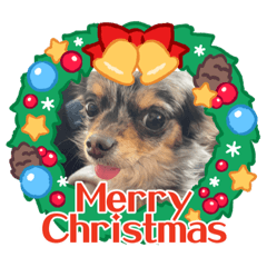 チワワの五つ子ちゃん