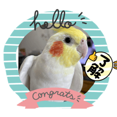 ピヨタとトリコ