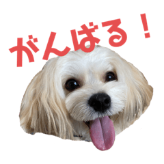 マルーキーほまれの日常①