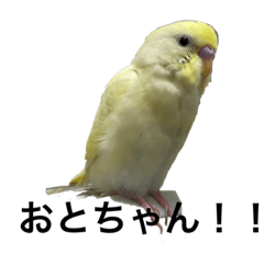 セキセイインコのおとちゃん