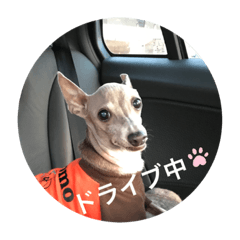 ぽっちゃりイタグレももと6ニャンズ