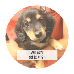 クロロルシルフル