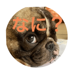 我が家フレンチブルドッグ