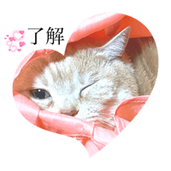 我が家のにゃんこPart 1