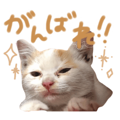 うちのねこずすたんぷ