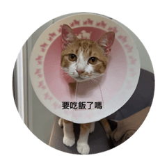 Orange Cat_20221119223812