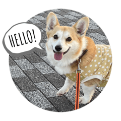 コーギーすずPart3