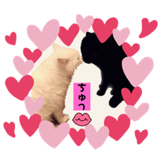 我が家の愉快なリアル猫達