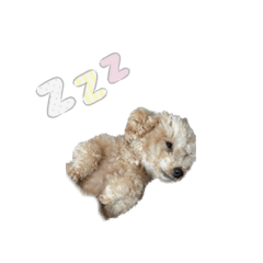 我が家のアイドルココたん