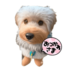 デカヨーキーぷうすけ