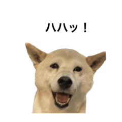 はなきくっきー