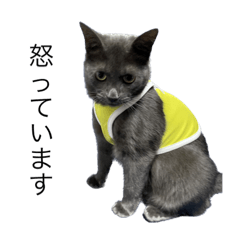 cat  rabbit 【シーズン1】