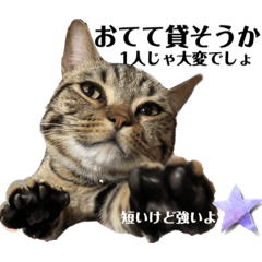 短足マンチカン、フィルシーの生活