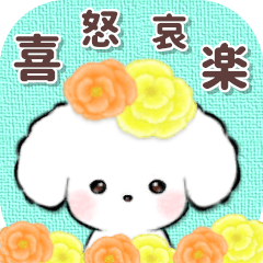 【感情表現】トイプードル仔犬