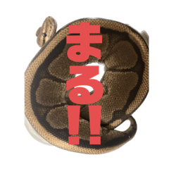 ボールパイソンの吉四六withレオパの三二吉