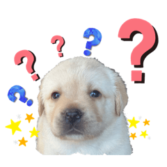 ラブラドールパピー　ベニーっ子7