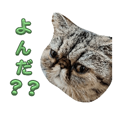 エキゾの猫の心情