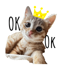 Ｔ家のにゃん子スタンプ