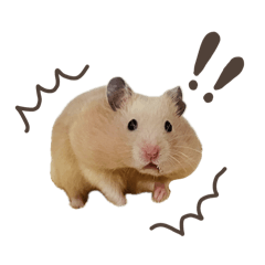 きんくまといっしょ