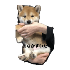 ぽんたといっしょ！