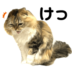 スコティッシュのむぎ2。