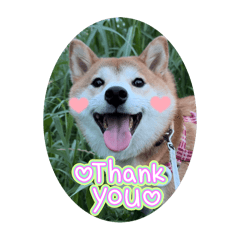 柴犬めいのスタンプです