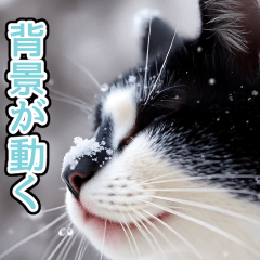 背景が動く★冬を感じるハチワレ猫_挨拶